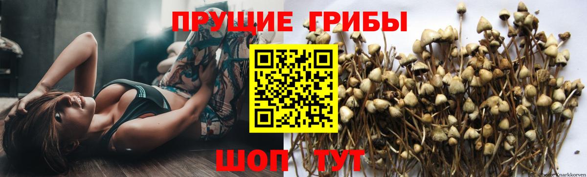 Алексин  Псилоцибиновые грибы прущие грибы  Псилоцибиновые грибы Psilocybe  Вход с VPN 